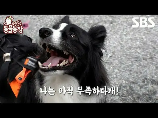 #申東燁#Jeon SoNee（チョン・ソンヒ）_ #Tony An_ #Joy #SBSEducational #TVAnimalFarm #AnimalFa