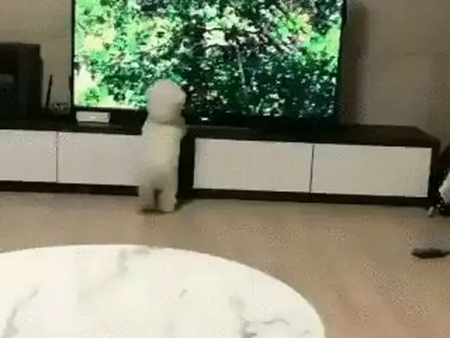 收看電視節目時，“一隻狗會瘋狂地醒來”是韓國的熱門話題