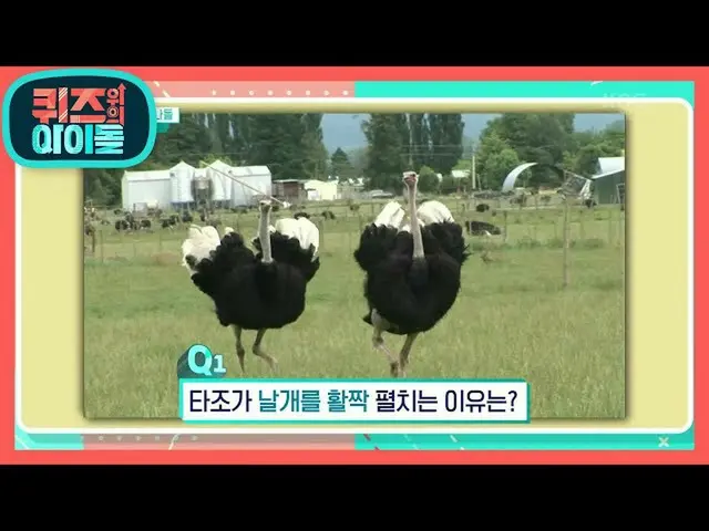 【公式kbk】為什麼鴕鳥張開翅膀？ [偶像小測驗] 20201010  