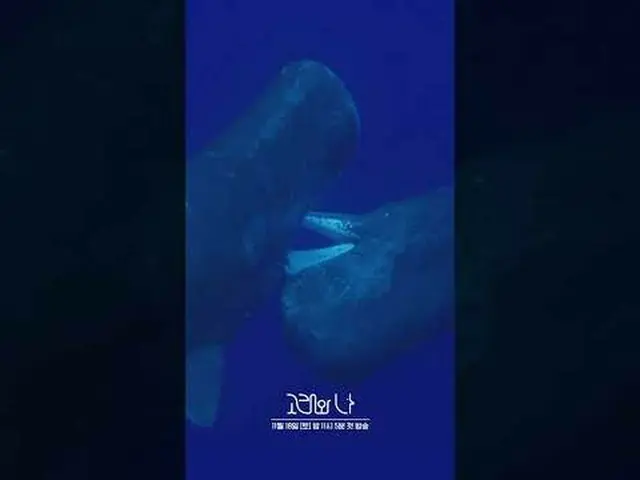SBS特別節目《鯨魚與我》 ☞ 11月18日[週六]晚上11點05分首播#SBS 特別#WhalesandI #韓志敏_ #Paerk Hae Soo_ #Wh