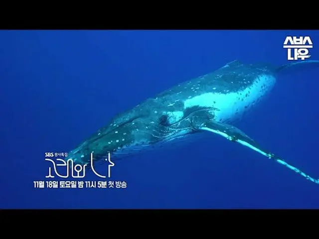 SBS特別節目《鯨魚與我》 ☞ 11月18日[週六]晚上11點05分首播#SBS 特別#WhalesandI #韓志敏_ #Paerk Hae Soo_ #Wh
