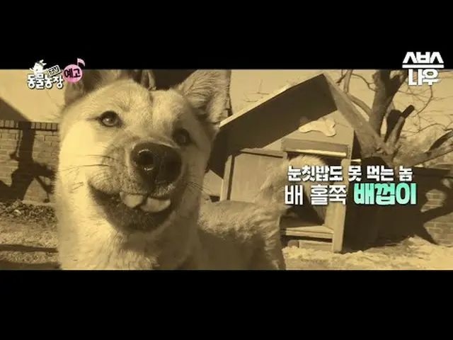 SBS [電視動物農場] ☞ [週日] 上午9點30分#TV 動物農場#AnimalFarm #Dangachi #Rice #War ▶ 立即訂閱_！現在SB