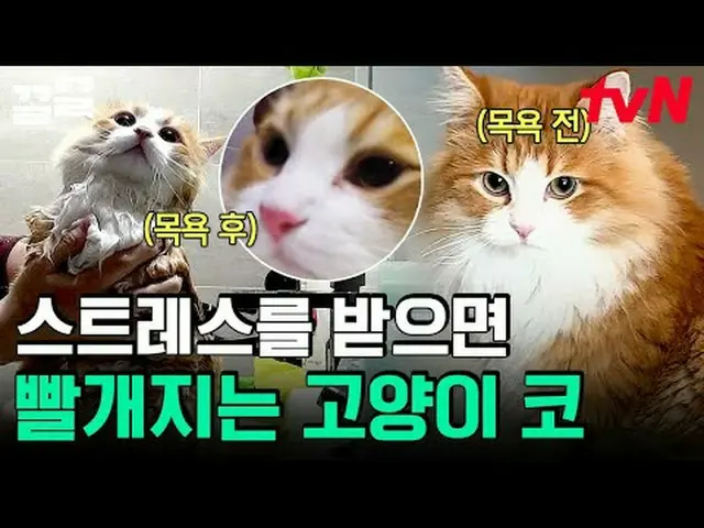 在TVING 上直播： #tvN #一隻需要說話的狗#Keull提起tvN的傳奇娛樂節目↗↗ #在電視上直播  