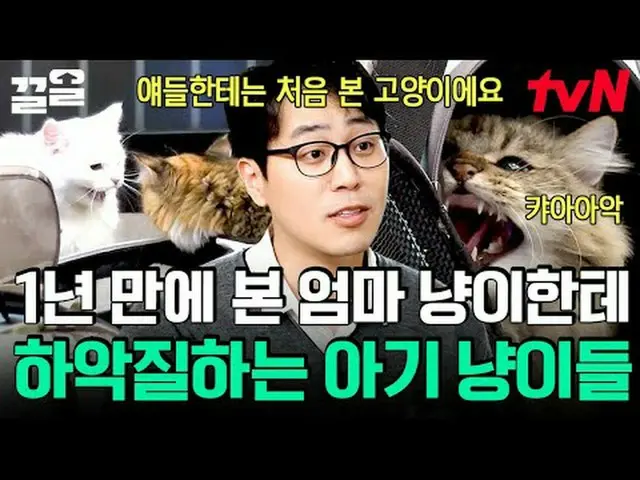 在TVING 上直播： #tvN #一隻需要說話的狗#Keull提起tvN的傳奇娛樂節目↗↗ #在電視上直播  