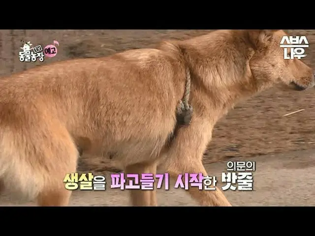 SBS [電視動物農場] ☞ [週日] 上午9點30分#TV 動物農場#AnimalFarm #Puppy #MotherHwanggu ▶ 立即訂閱_！現在S