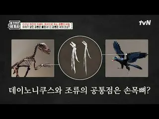 在TVING 上直播：

第151話地球上最強大的統治者，透過化石揭示恐龍的秘密

〈裸體世界史〉
 【週二】tvN 晚上10點10分播出

#裸體世界史#Eu