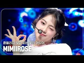 mimiirose_ (mimiirose_ ) - 不被搖動而綻放的花朵在哪裡？

 #ShowChampion #mimiirose_ #不被搖動綻放的花朵