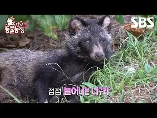 #申東燁#Jeon SoNee（チョン・ソンヒ）_ #Tony An_ #Joy #Raccoon
 #TV 動物農場#AnimalFarm #Preview
