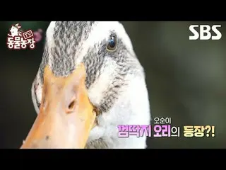 #申東燁#Jeon SoNee（チョン・ソンヒ）_ #Tony An_ #Joy #Duck
 #TV 動物農場#AnimalFarm #Preview

 S