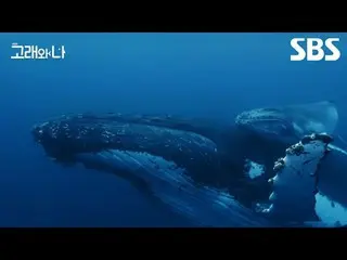 #座頭鯨#抹香鯨#白鯨#輕鯨#韓志敏_ #白海秀_
 #SBS特別#Whales和我#Whales和我劇場版#WhalesandI #Whales

 SBS《