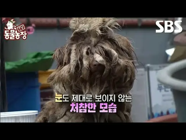 #申東冶#全素妮#安東妮#Joy #Puppy #Rag #TVAnimalFarm #AnimalFarm #預覽SBS《TV動物農莊》 ☞ [週日] 上午9