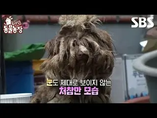 #申東冶#全素妮#安東妮#Joy #Puppy #Rag
 #TVAnimalFarm #AnimalFarm #預覽

SBS《TV動物農莊》
 ☞ [週日]