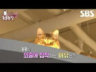 #申東冶#全素妮#安東妮#Joy #Cat #DogCat
 #TVAnimalFarm #AnimalFarm #預覽

SBS《TV動物農莊》
 ☞ [週日