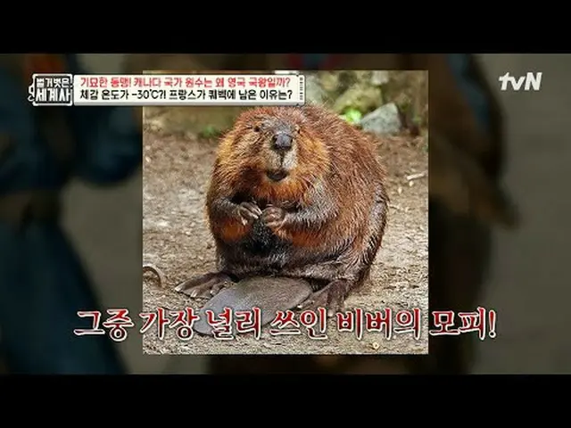 Tiving 上的串流媒體：第205集| 奇怪的聯盟！加拿大的國家元首為何是英國國王？ 《赤裸裸的世界史》 [週二] 晚上10:10 tvN播出#NakedWo