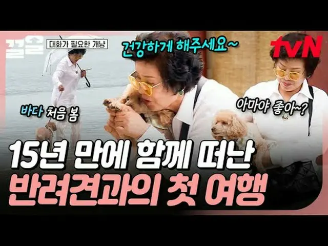 Tiving 上的串流媒體： #tvN #狗和貓需要說話#PullUp tvN傳奇綜藝節目，加油~↗↗ #電視串流媒體  