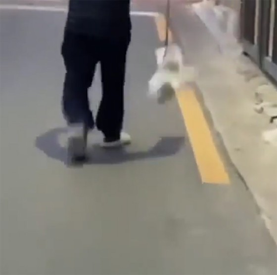 一名80多歲的男子涉嫌在街上揮舞與導線相連的小狗等被虐待，被送至檢方=韓國新聞