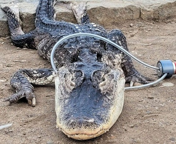 紐約公園發現“鱷魚”……據推測已被遺棄=韓國報導