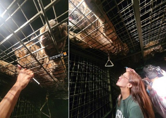 演員黃正音海外動物園開張引發漣漪……“老虎好可憐”