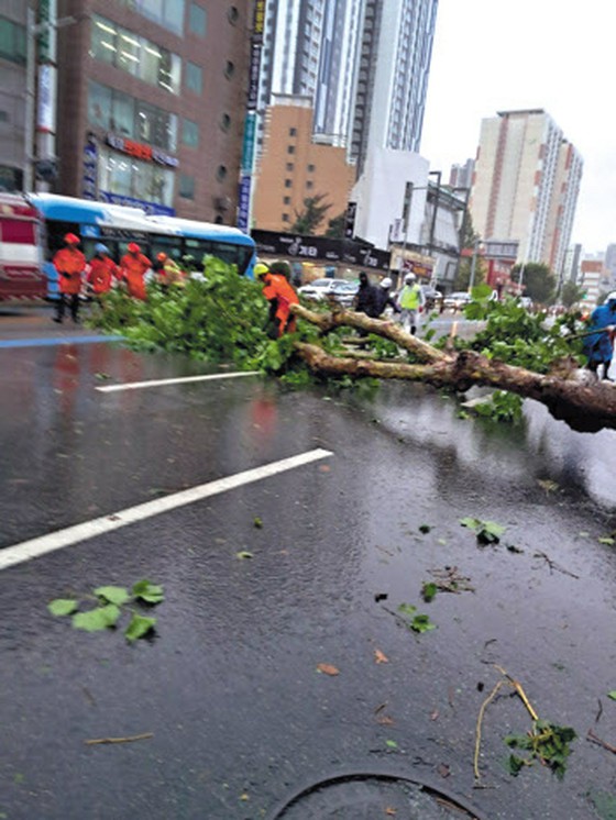 行道樹被連根拔起，道路被洪水淹沒......全國各地仍在遭受颱風破壞=韓國