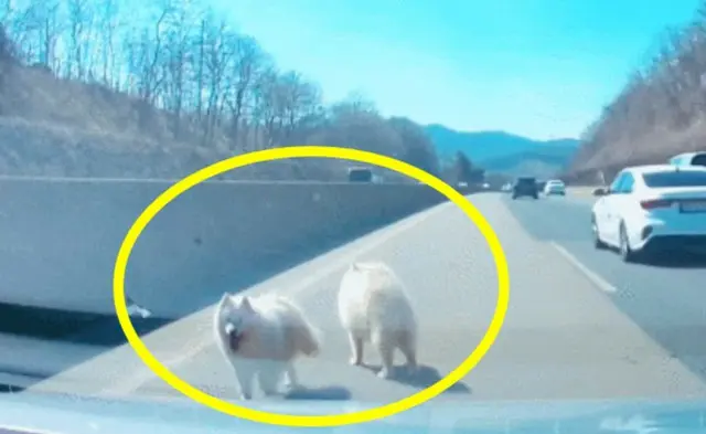 高速道路で発見された2匹の犬…「しっぽを振って近づいて来た」＝韓国