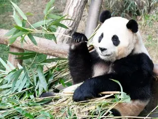 來到中國的大熊貓「虎寶」的形像一直縈繞在韓國人心中。