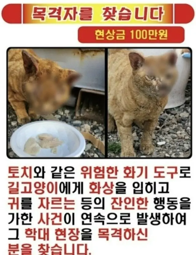 「野良猫にやけど負わせ、耳を切り…」虐待通報で懸賞金100万ウォン＝韓国