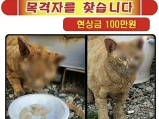 「燒掉一隻流浪貓，割掉它的耳朵…」舉發虐待行為懸賞100萬韓元=韓國