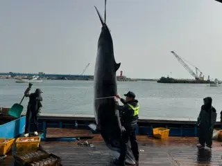 在浦項胡米國海岸，用固定網捕獲了一條4.1m長的小鬚鯨...寄售價格為5500萬韓元 = 韓國