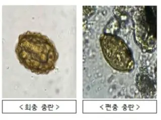 北韓「污物氣球」發現「寄生蟲」=韓國
