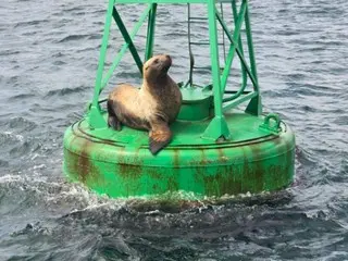 在韓國海岸發現了一種又一種稀有海獅，引發了人們對保育的興趣。