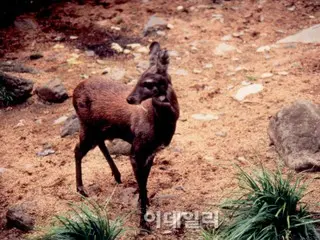 「麝香的味道」—韓國麝因人類貪婪而瀕臨滅絕