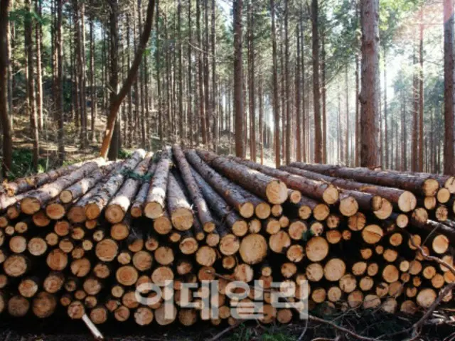 出荷を待つ経済林で生産された木材（写真＝韓国山林庁）