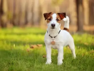 韓國假日期間遺棄保護動物現象增多