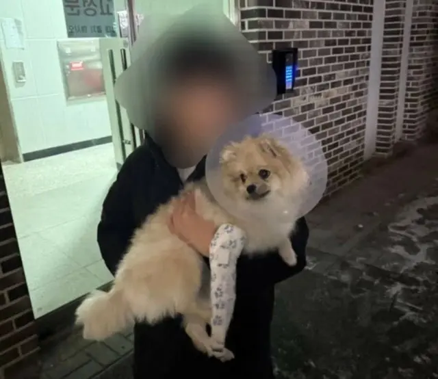 10歳の息子の前で2階からペットの犬を投げる…夫婦を内偵調査＝韓国2