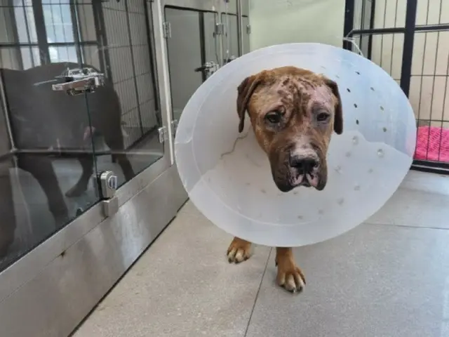 山火事で犬700匹が「即死」…「生き残った7匹、家族を探してアメリカへ」＝韓国