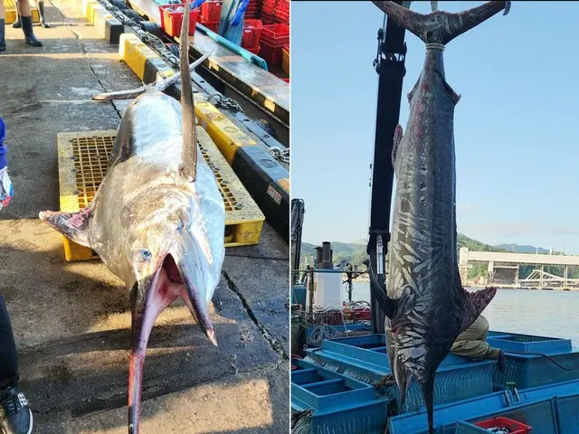 東海で珍しい巨大な「メカジキ」が捕獲=韓国報道