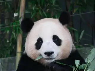 蒲寶被評選為愛寶樂園三歲大熊貓中最白的大熊貓！
