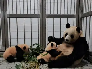 雙胞胎熊貓寶寶將出現在愛寶樂園頻道！