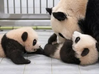 韓國首對雙胞胎大熊貓「瑞&慧」於今年7月出生，與媽媽愛寶一起開始生活！