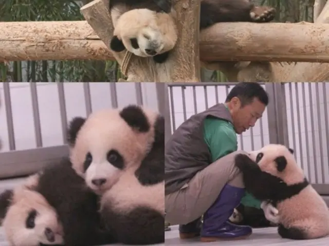 韓國大熊貓「福寶」的飼養員姜哲元每日出現在MBC《全知干涉視點》中